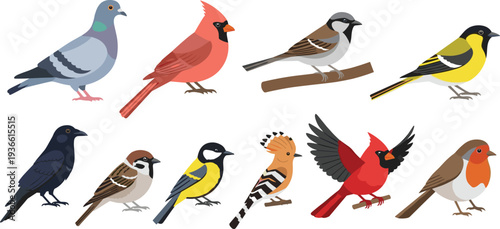 Common garden birds collection including pigeon cardinal sparrow robin and crow flat vector illustration set