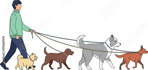 Man walking multiple dogs on leash pet care activity outdoor flat vector illustration