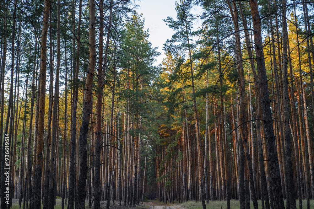 Naklejka premium Autumn Coniferous and Deciduous Forest