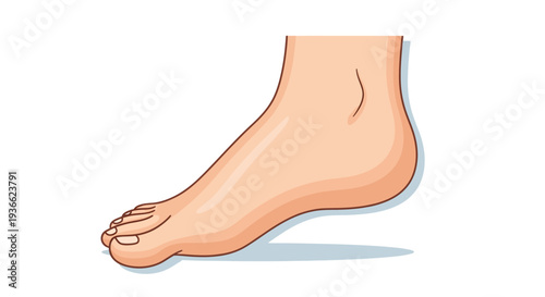 Human Foot Illustration.