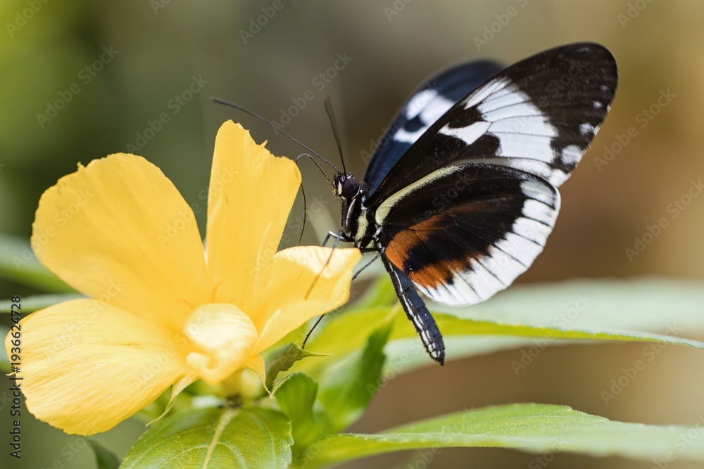 Obraz premium butterfly on flower