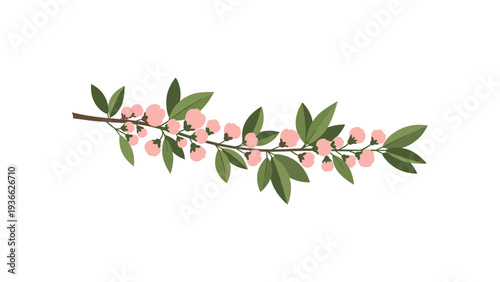 Elegant flowering branch with delicate pink cherry blossoms and green leaves illustrated on a white background.