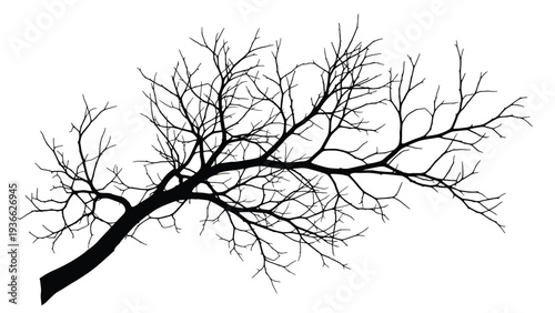 Detailed black silhouette of an old bare tree branch with many small twigs spreading across a clean white background for winter concepts.
