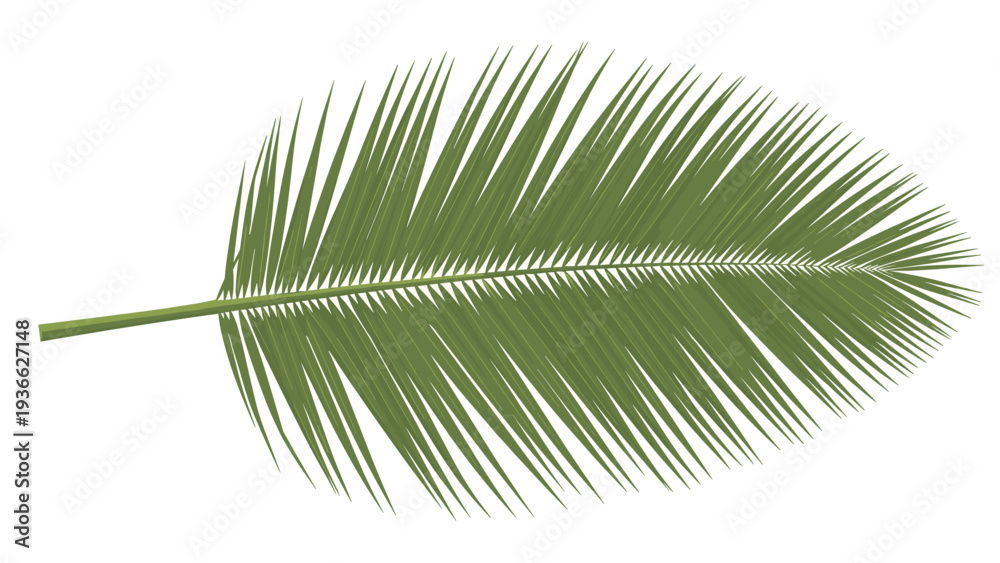 Fototapeta premium Detailed illustration of a single green palm frond leaf with many thin leaflets spreading out from a central stem on white background.