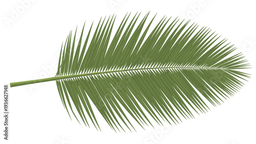 Detailed illustration of a single green palm frond leaf with many thin leaflets spreading out from a central stem on white background.