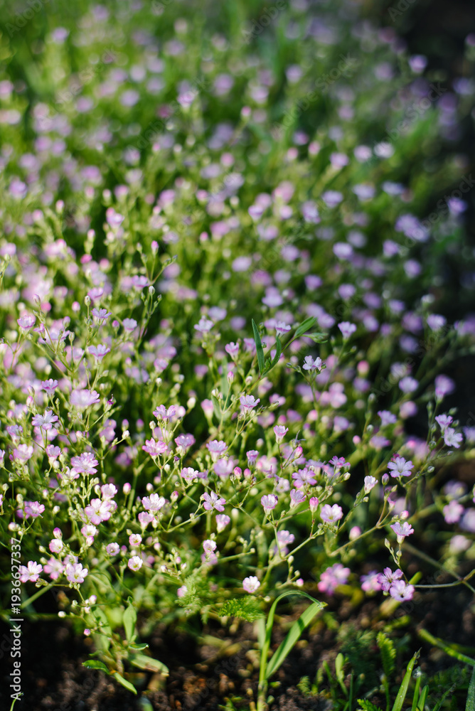 Obraz premium Decorative Pink Gypsophila Flowers Background in Summer Park