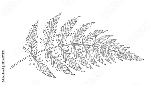 Detailed black and white line art illustration of a single fern leaf showing intricate details of its pinnate structure on white.