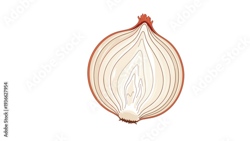 Realistic vector illustration of a red onion half showing its inner layers and hairy root bottom isolated on a clean white background.
