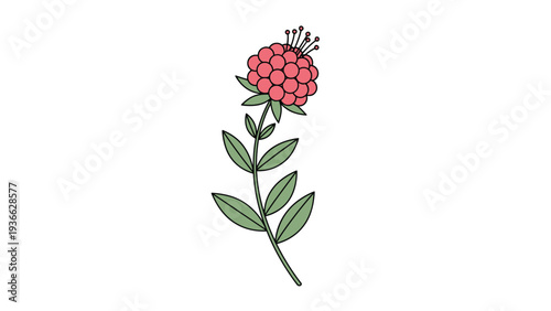 Single stem of beautiful pink berry flower with green leaves and delicate stamens isolated on a white background for botanical design.