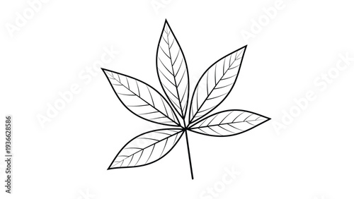 Detailed black and white line art illustration of a five lobed leaf with intricate vein patterns isolated on a white background for coloring.