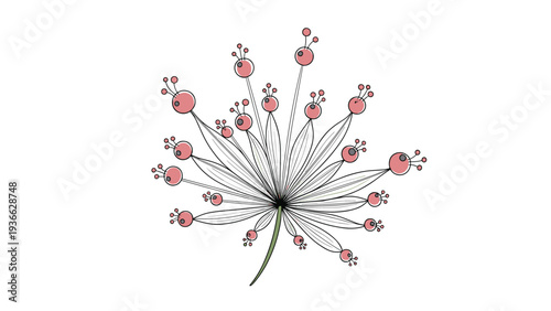 Artistic illustration of delicate pink wildflower with numerous small round buds and slender pointed leaves on a single stem.