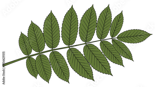 Realistic botanical illustration of a rowan tree leaf branch with multiple leaflets showing natural green colors and detailed textures.