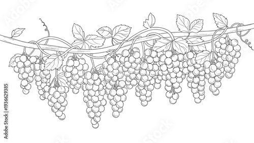 Detailed black and white line art illustration of several bunches of grapes hanging from a vine branch with textured leaves and curling tendrils.