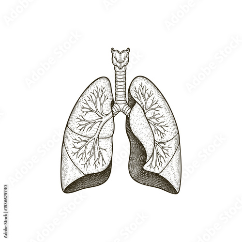 Lungs human organ illustration in a vintage engraving style, featuring intricate line art and a hand-drawn monochrome aesthetic on a white background.