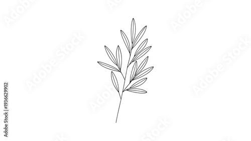 Minimalist black line drawing of a delicate tree branch with multiple small narrow leaves on a plain white background.