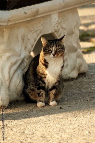 фотографія Serene Feline Beneath Marble Seat