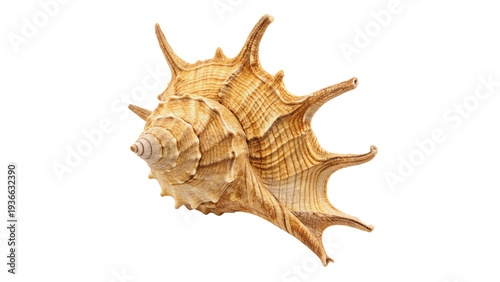 Foto large spiral shell isolated on transparent background cut out
