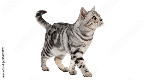 Photos Silver tabby cat walking isolated on transparent background cut out