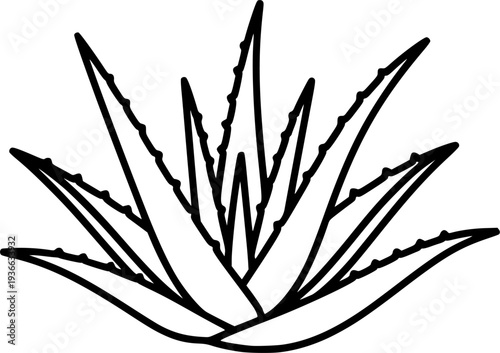 aloe vera silhouette line art vector illustration with a white background
