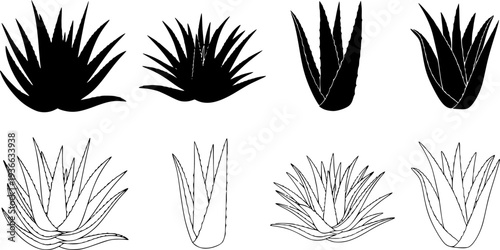 aloe vera silhouette line art vector illustration with a white background