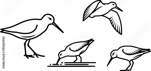 sandpiper silhouette line art vector illustration with a white background