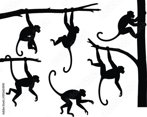 Black Monkey Silhouette Collection Featuring Macaque and Primate Poses Hanging from Branches and Climbing Trees Isolated on White Background for Jungle Wildlife and Nature Vectors