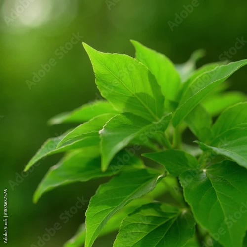 Bright green leaves of a plant in natural light.