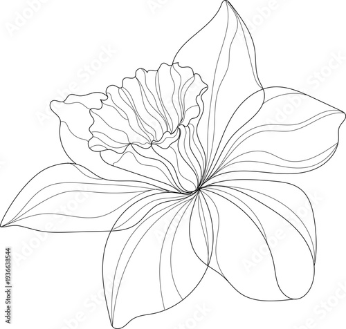 Daffodil line art flower. Elegant narcissus botanical illustration isolated on white