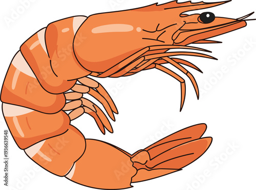 Shrimp Illustration"