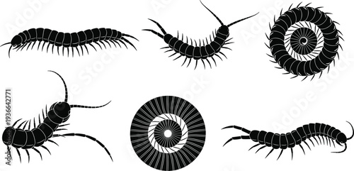 Set of centipede silhouettes and curled millipede forms, detailed black insect vector illustration collection isolated on white background