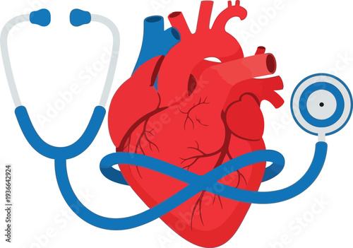 Human heart anatomy with stethoscope medical icon concept for cardiology healthcare and cardiology professional services