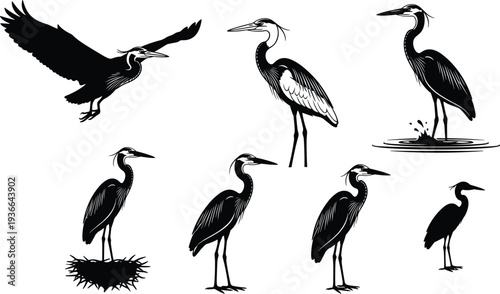 Set of heron bird silhouettes in various poses, detailed black and white wading bird vector illustration collection
