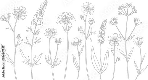 Botanical illustration of various wildflowers and grasses
