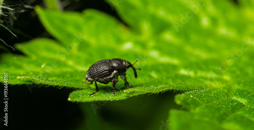 Close-up view of a black weevil on a vibrant green leaf in a natural environment during daylight