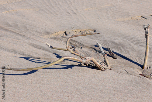 bois flotté sur la plage