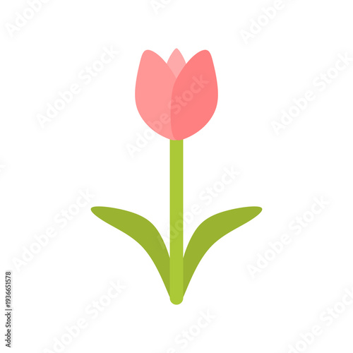 pink tulip isolated