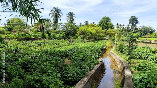 A vibrant tropical agricultural landscape featuring dense green crops growing beside a small irrigation canal