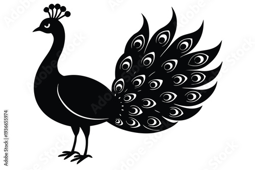 Peacock, Majestic Fowl Illustration