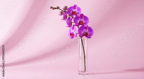 Graceful purple orchid stem in a sleek glass cylinder vase set against a soft, aesthetic pastel pink backdrop, lilac, glass, nature