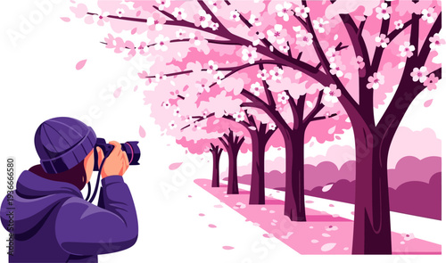 Photographer capturing pink cherry blossom trees