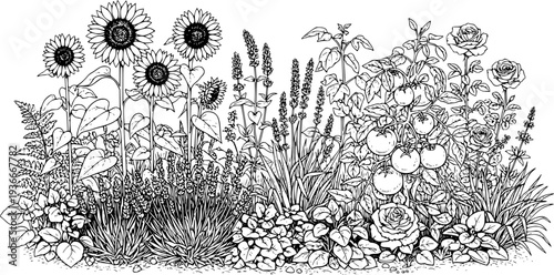 Detailed botanical drawing of a flourishing garden with sunflowers, lavender, tomatoes, roses, and various plants