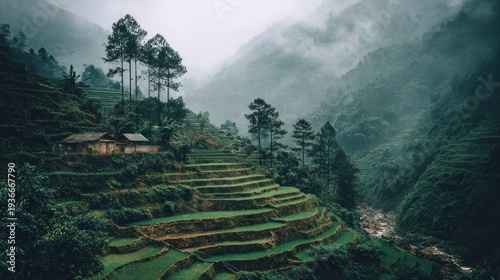 Steep green agricultural terraces descend into a misty, forested mountain valley beside a flowing stream.