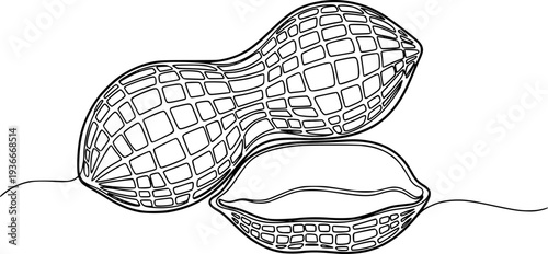 Elegant continuous line drawing of peanuts with an abstract grid shell