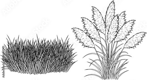 grass and pampas grass plants 