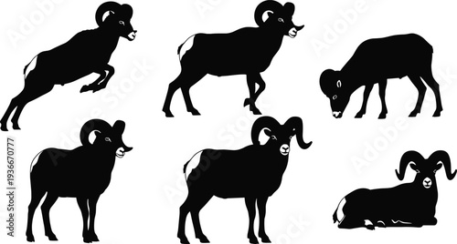 Bighorn sheep silhouettes collection showing ram standing, jumping, grazing and resting poses, wild mountain animal isolated on white background vector illustration set