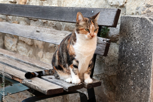 un chat écaille de tortue sur le banc