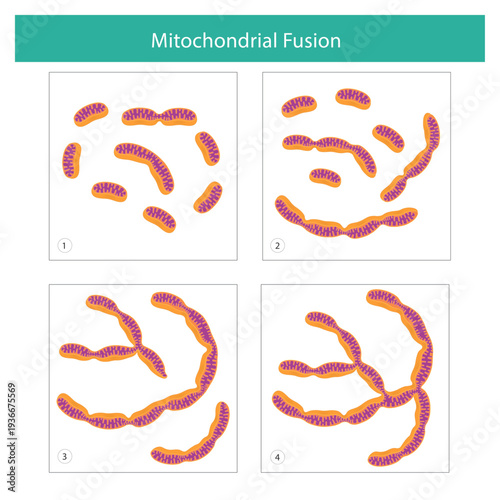 Mitochondrial Fusion Process Diagram