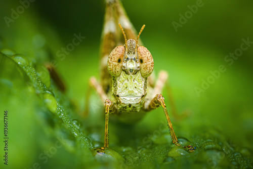 Bild auf Leinwand Grasshopper face close-up on wet green leaf