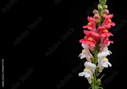 Vibrant single stem featuring delicate pink and white snapdragon flowers, presented vertically and isolated against a clean background, simplicity, vertical, single