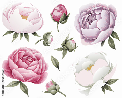 Watercolor painting of various peony blossoms and developing buds